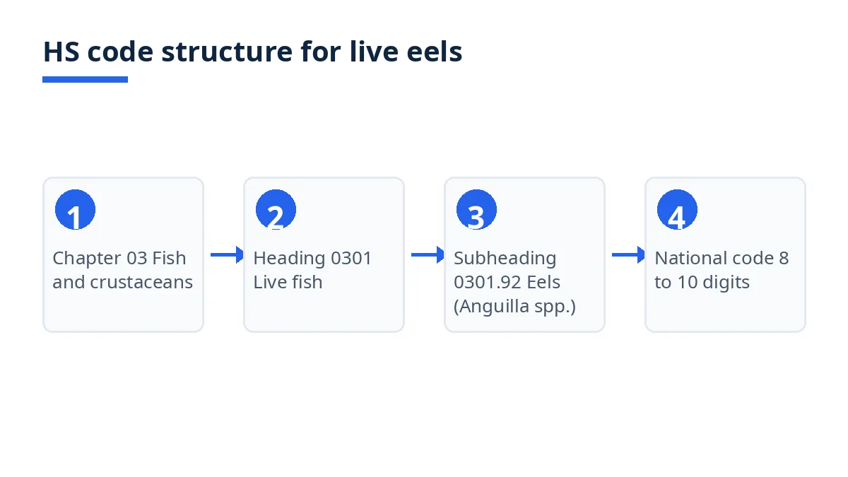 Diagram: HS code levels from chapter 03 to heading 0301, subheading 0301.92 for eels, national codes